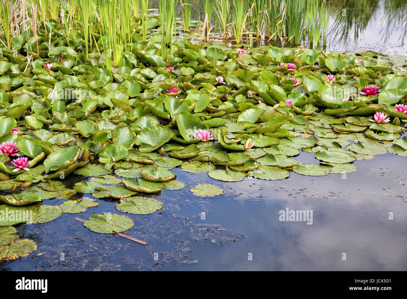 Seerosen in einem Teich Stock Photo Alamy