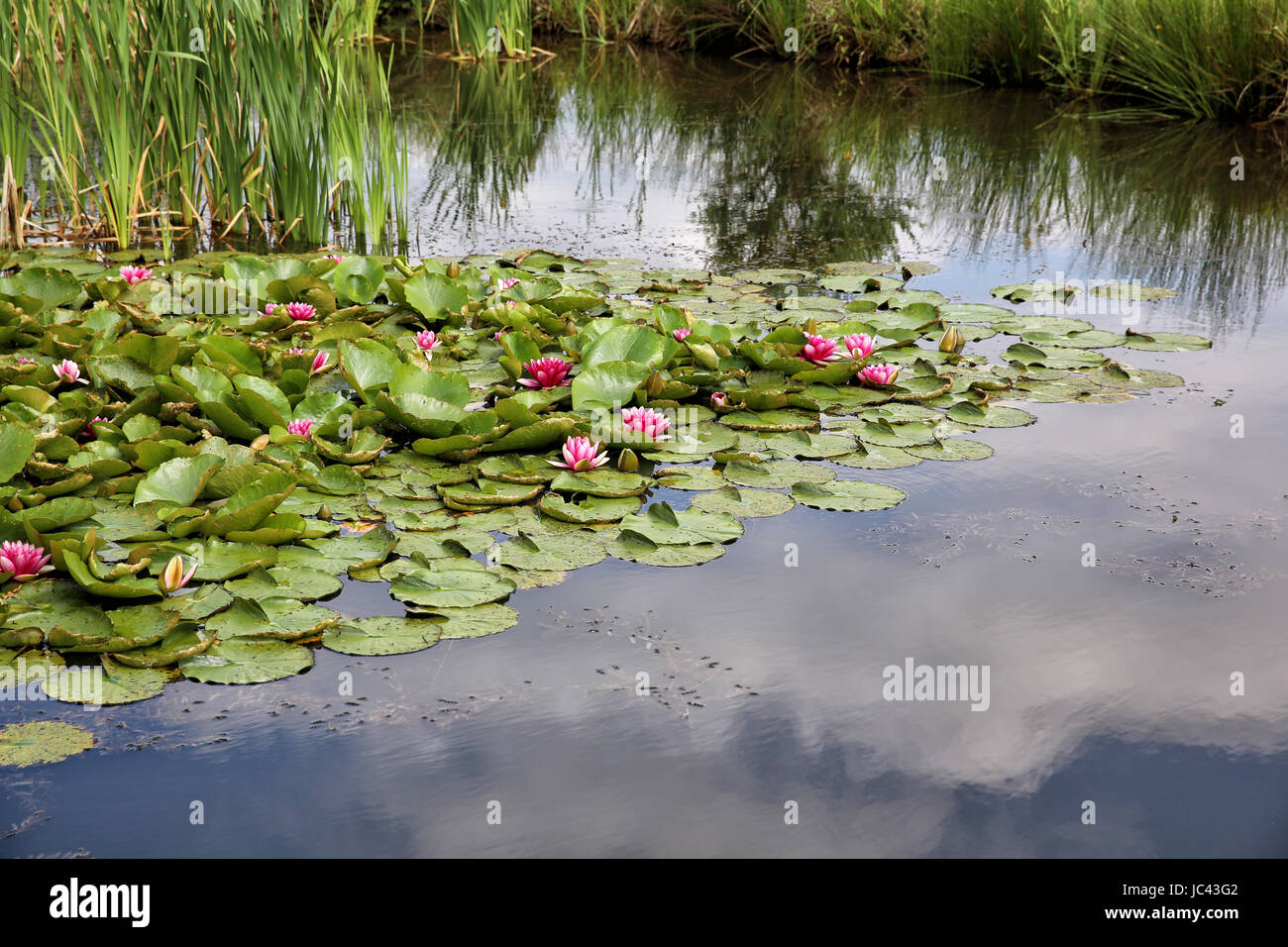 Seerosen in einem Teich Stock Photo Alamy