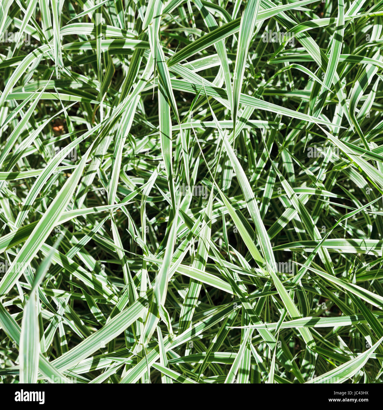 green blades of Carex morrowii Variegata decorative grass in sunny day Stock Photo