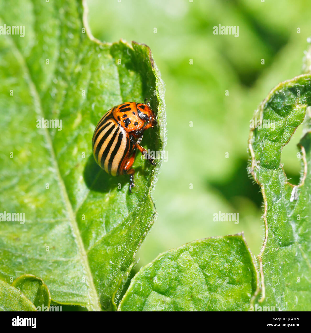 colorado potato bug eats potatoes leaves in garden Stock Photo Alamy