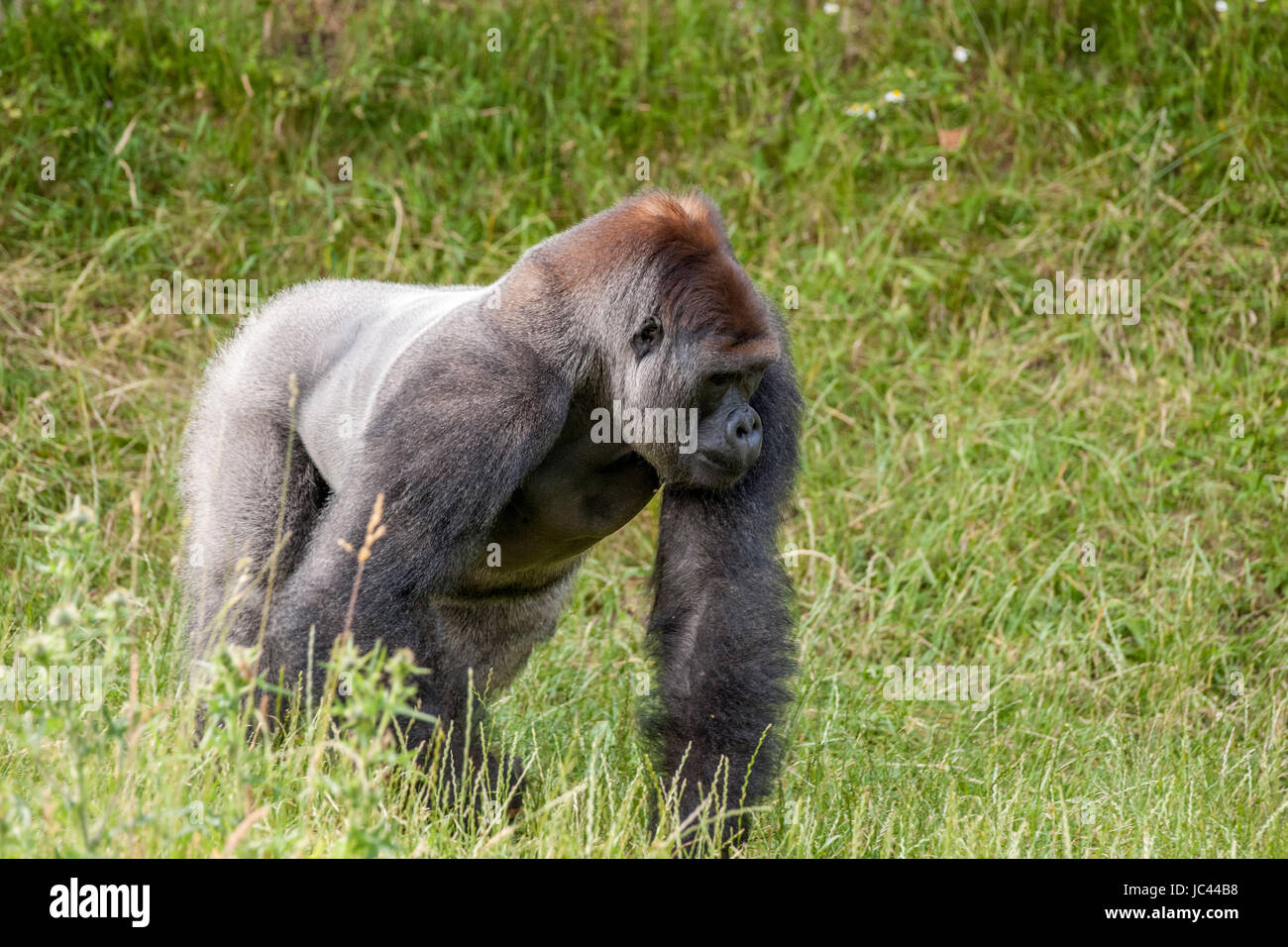 High resolution photo in best quality Stock Photo - Alamy