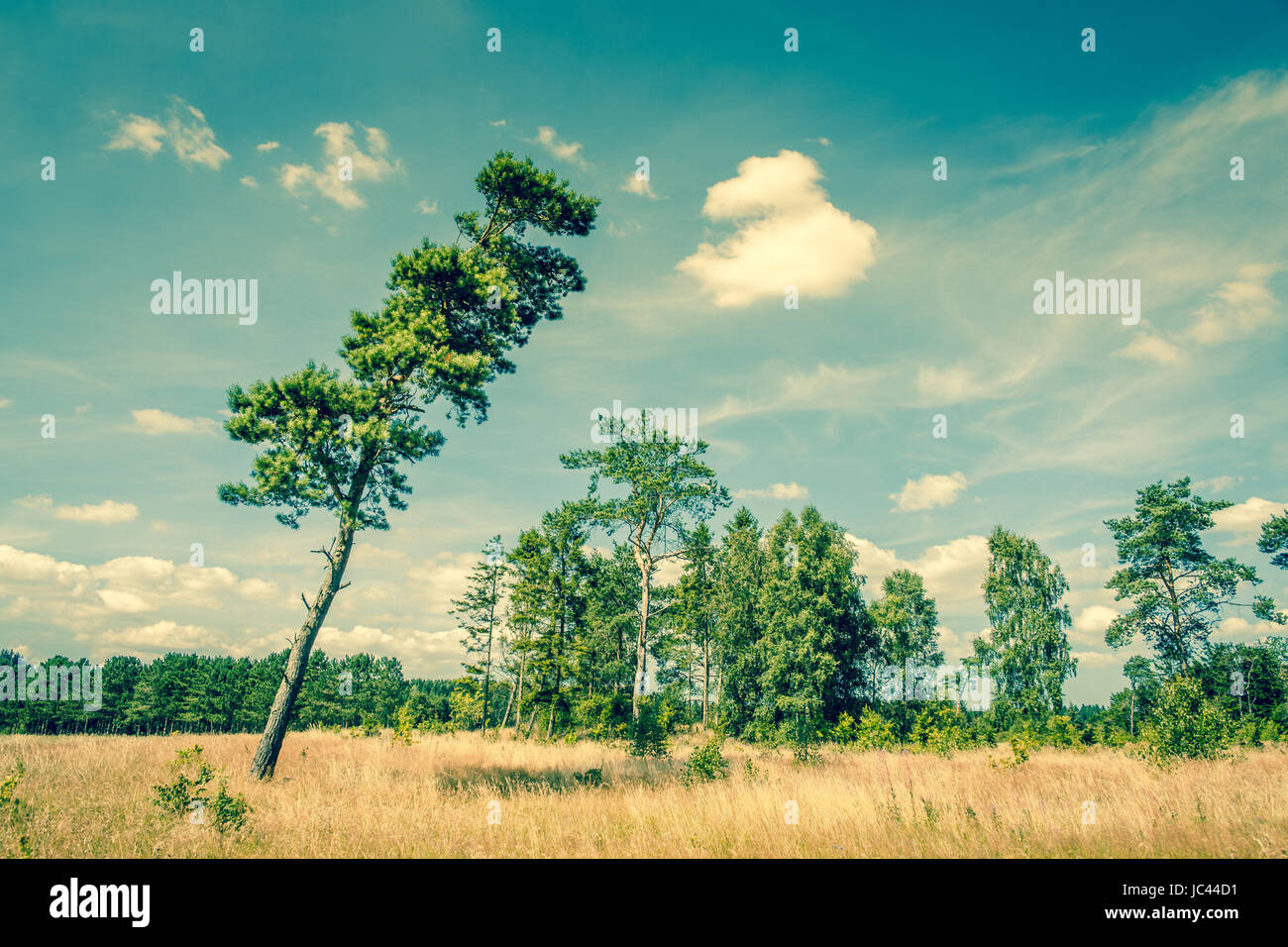 Tall pine tree on a dry field Stock Photo