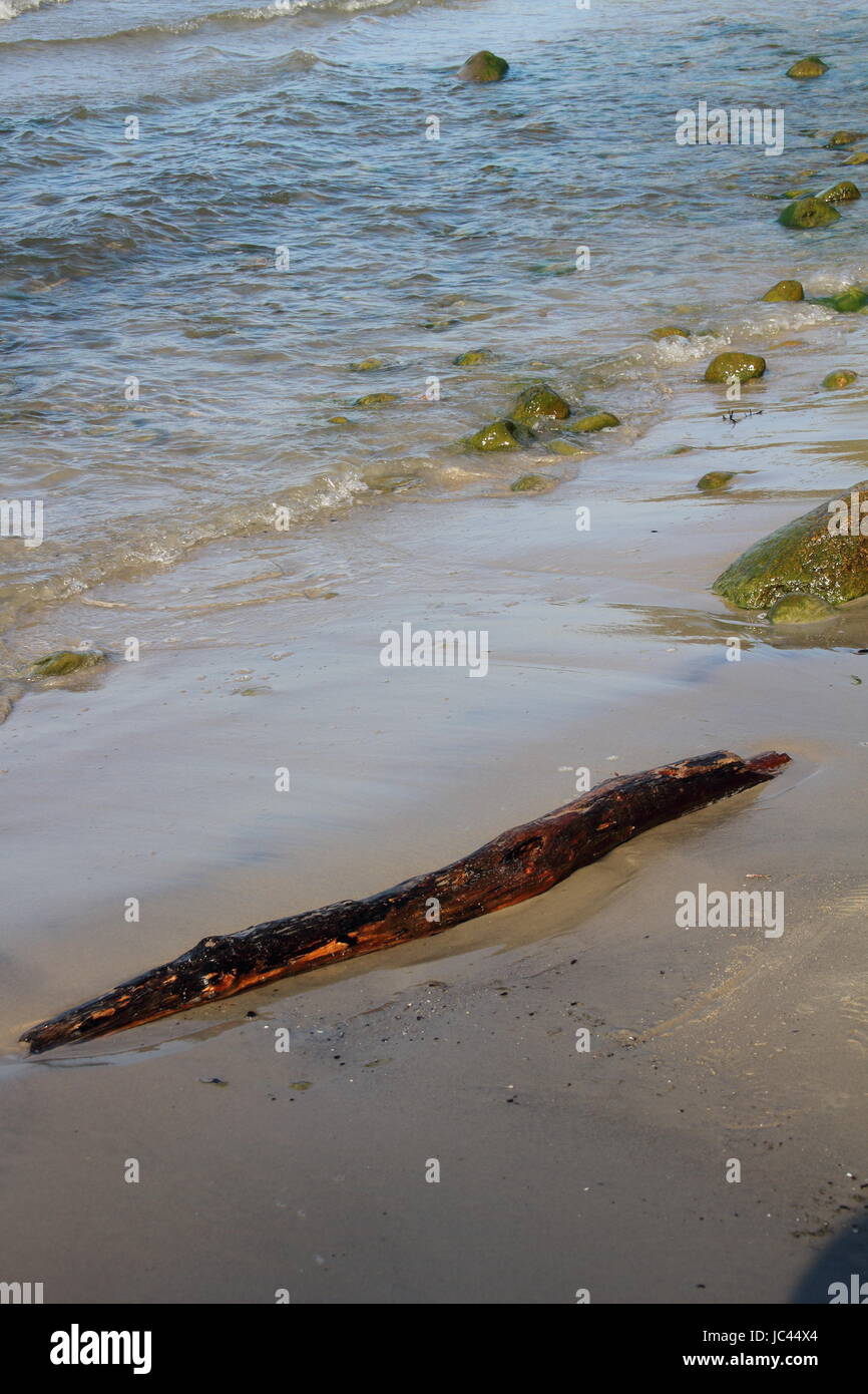ocean driftwood Stock Photo