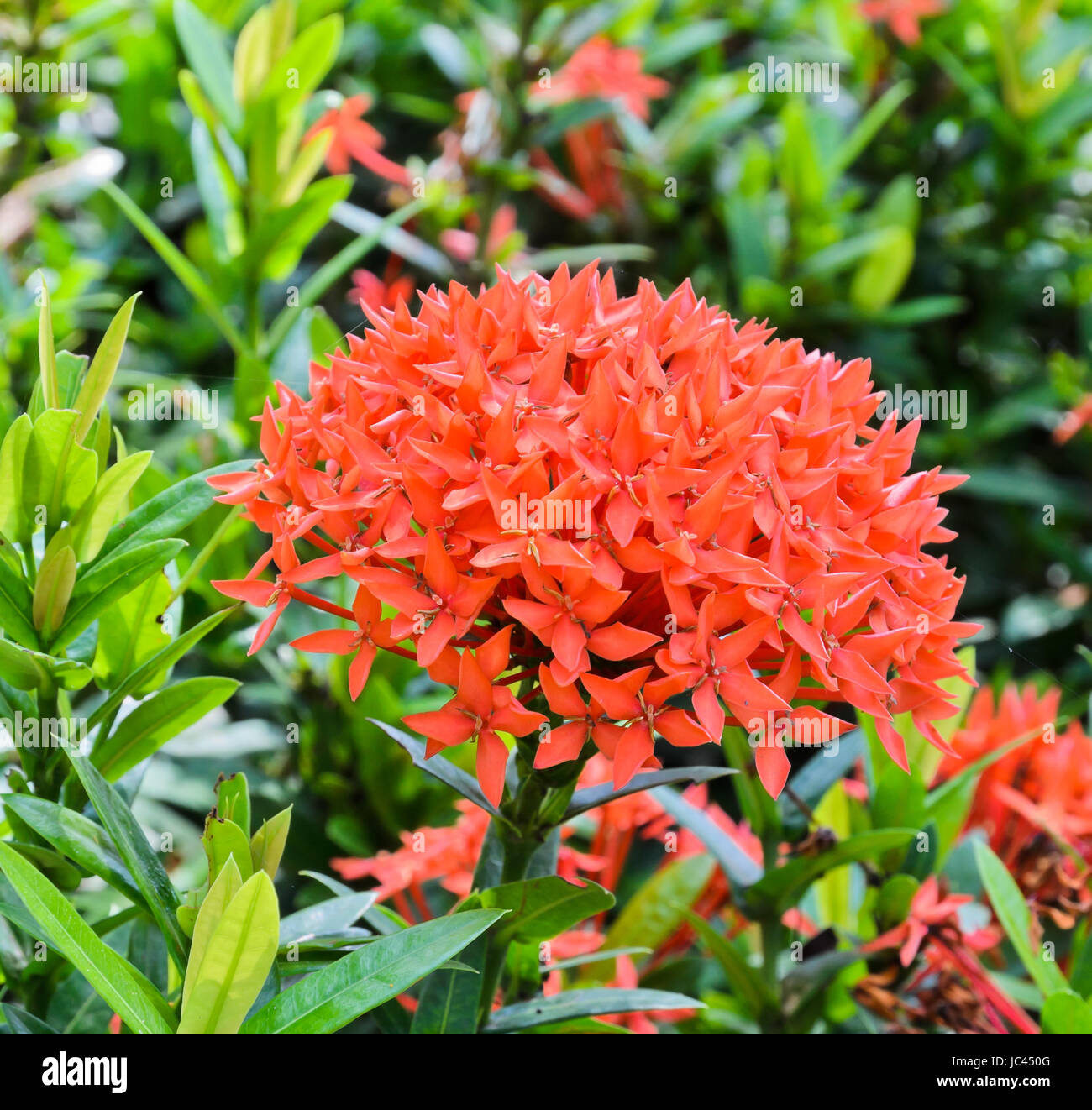 Ixora plant hi-res stock photography and images - Page 22 - Alamy