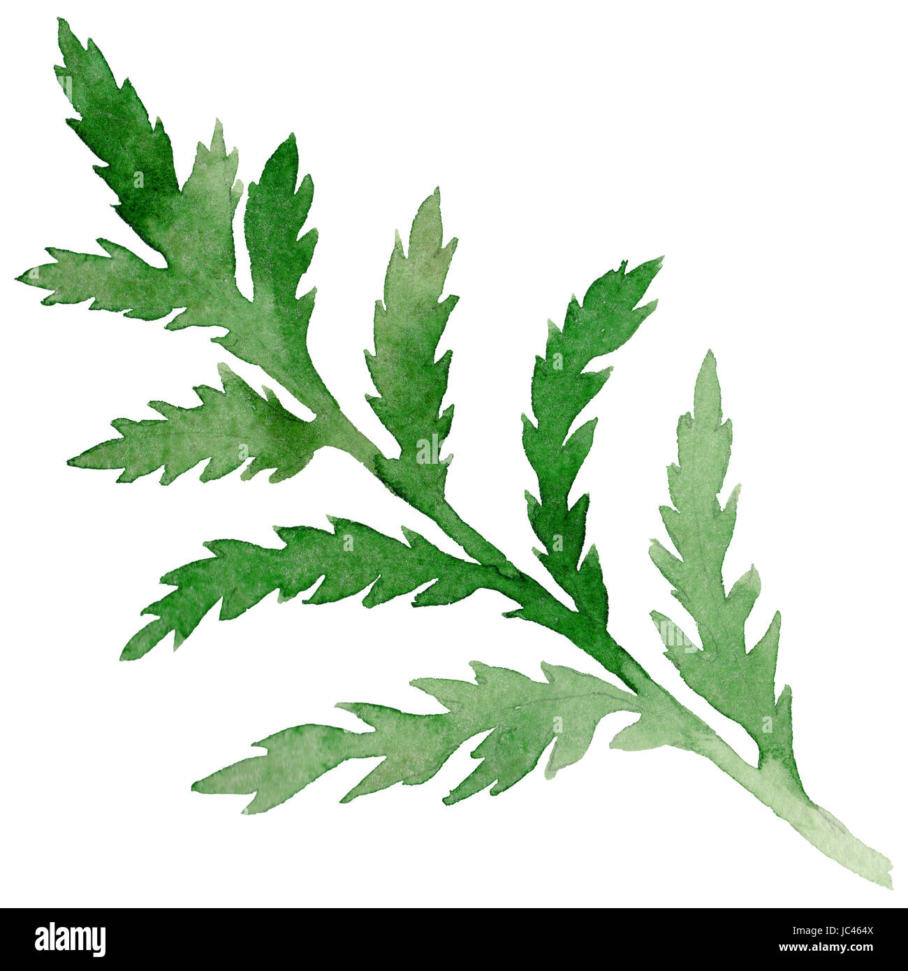 Poppy Botanical Drawing Stock Photos & Poppy Botanical Drawing Stock