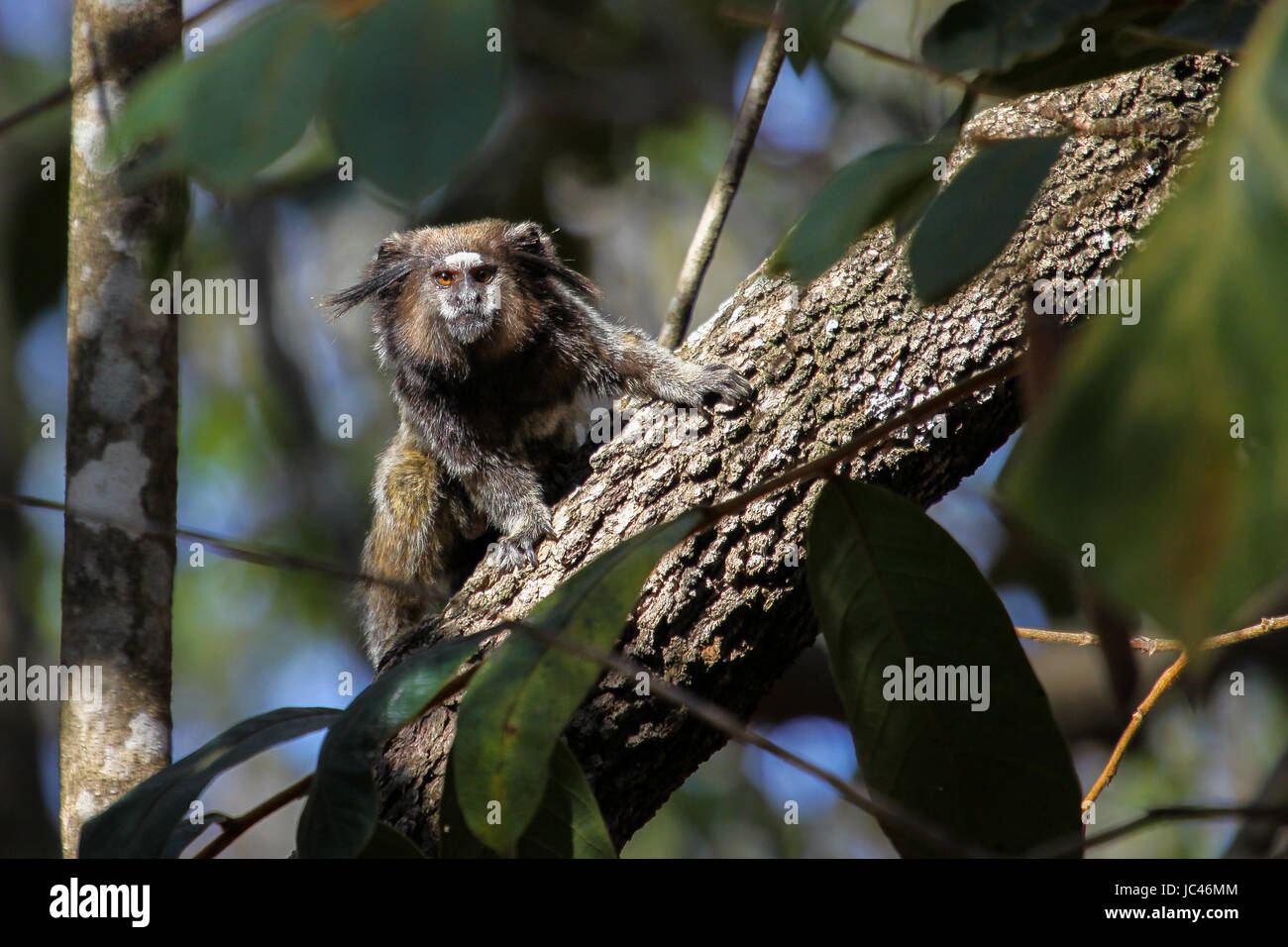 Black tailed marmoset sitting on a tree trunk, facing, Chapada Diamantina, Brazil Stock Photo