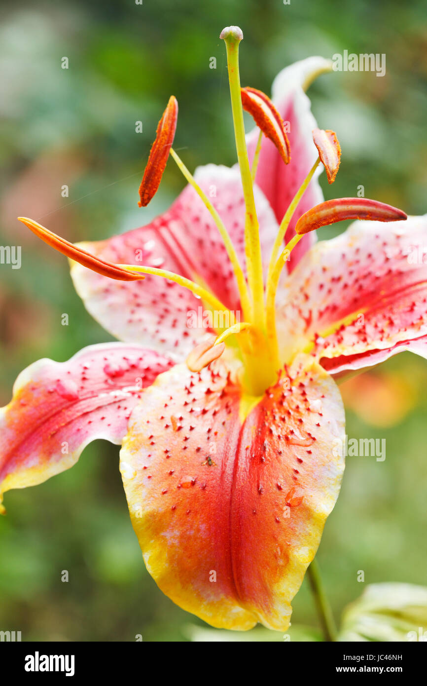 head of bloom pink tiger lily close up outdoors Stock Photo - Alamy