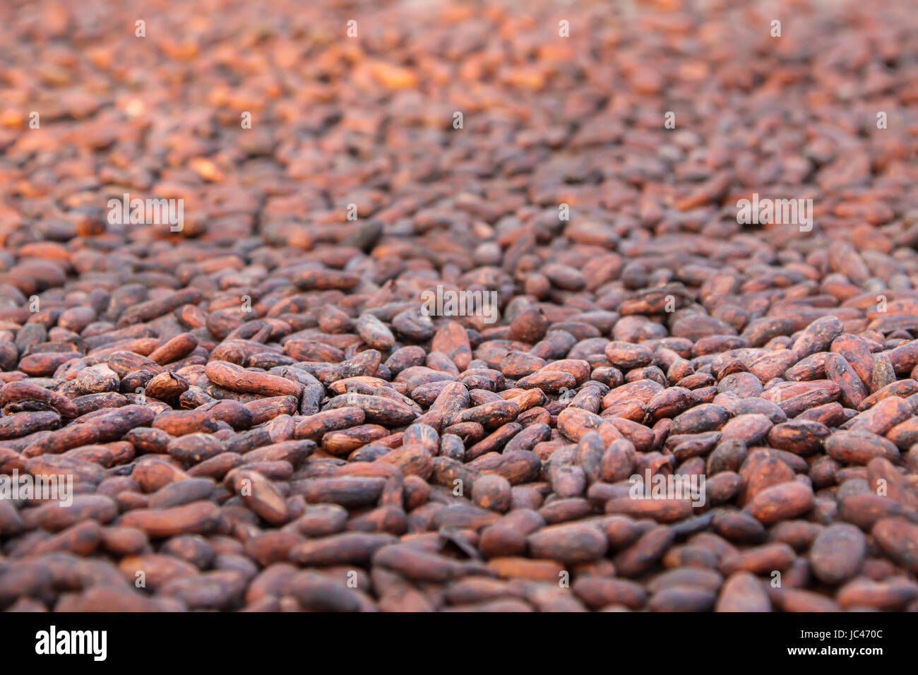 Cocoa plantation hires stock photography and images Alamy