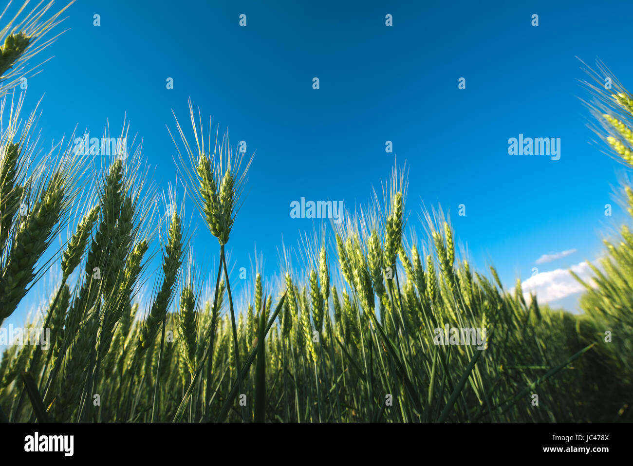 Low angle barley crop field shot with wide lens against the blue sky Stock Photo