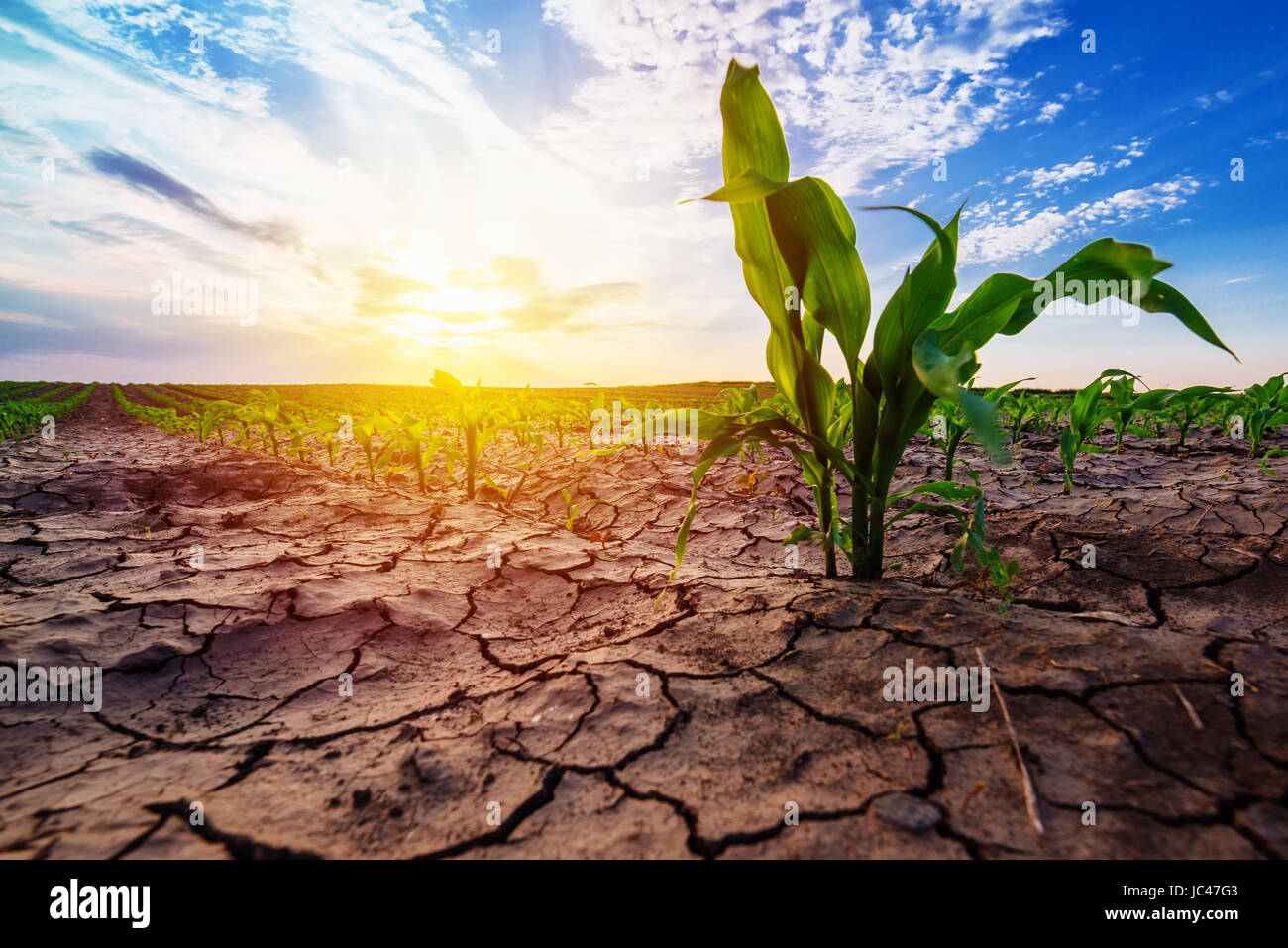 Young corn growing in dry environment, drought season on maize crop plantation Stock Photo