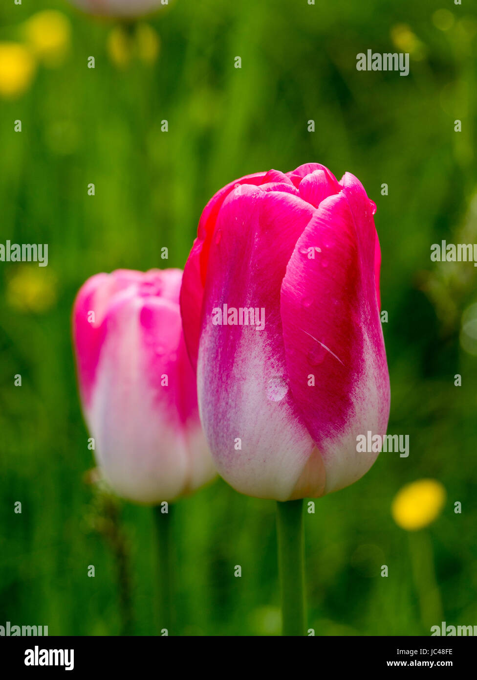 tulips, Isle of Mainau, Lake Constance, Baden-Württemberg, Germany, Europe Stock Photo