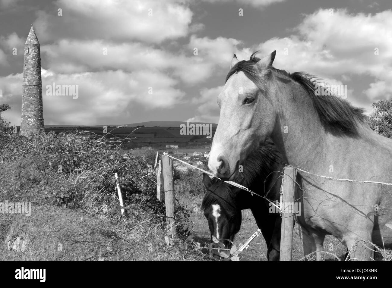 Chestnut horse black mane Black and White Stock Photos & Images - Alamy