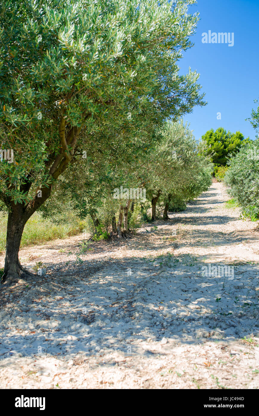 Olivenbaum garten hires stock photography and images Alamy