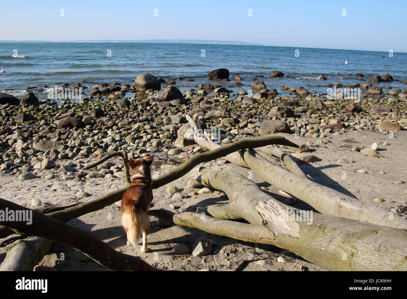 husky on the beach island of ruegen Stock Photo