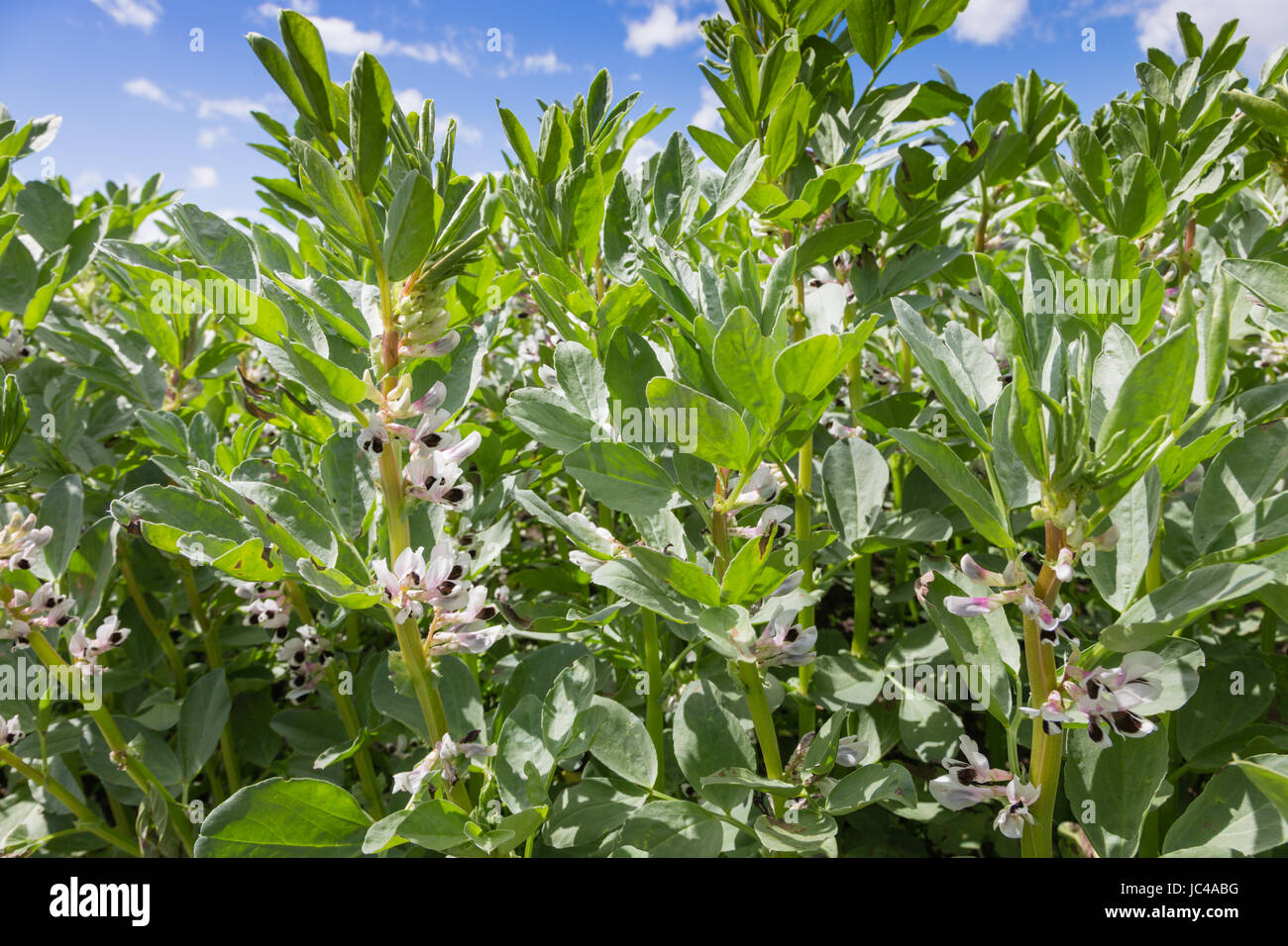 Medium close up of broad beans growing in a field UK Stock Photo