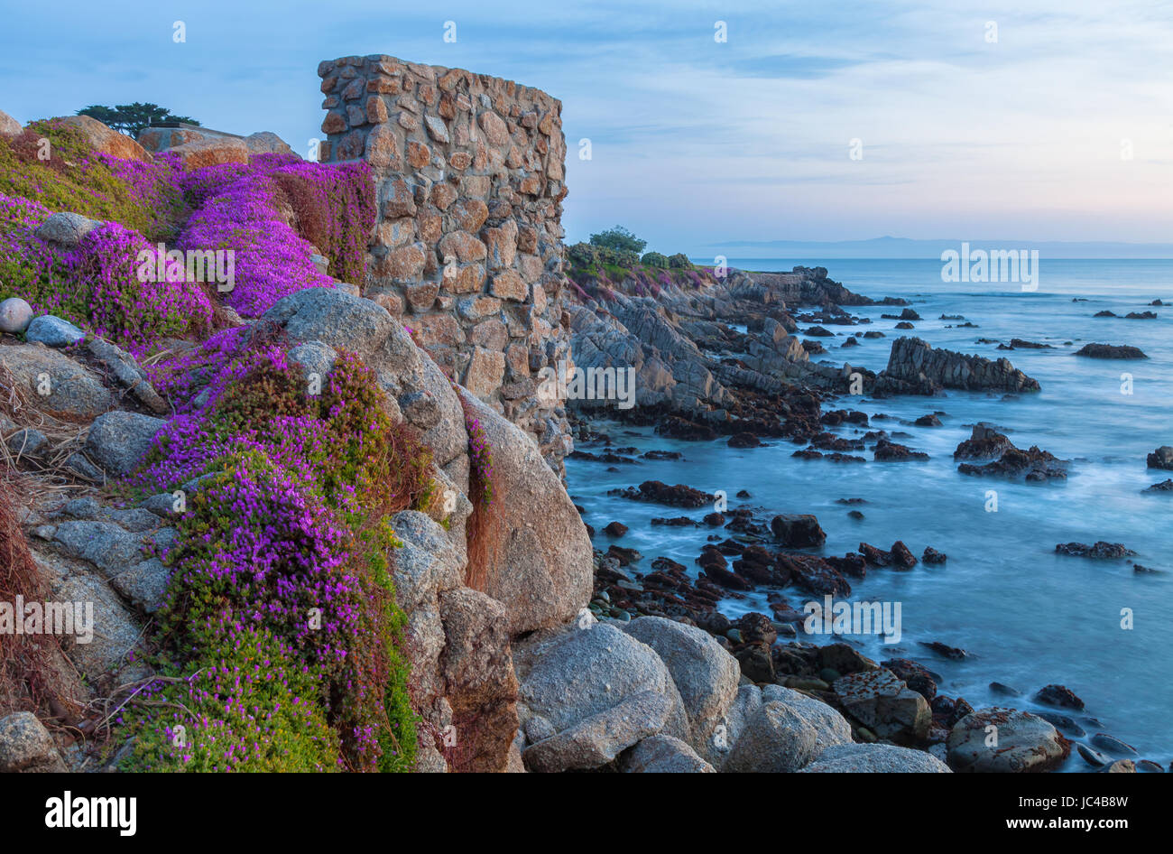 Wildflowers bloom along the coastal of Monterey Peninsula, California