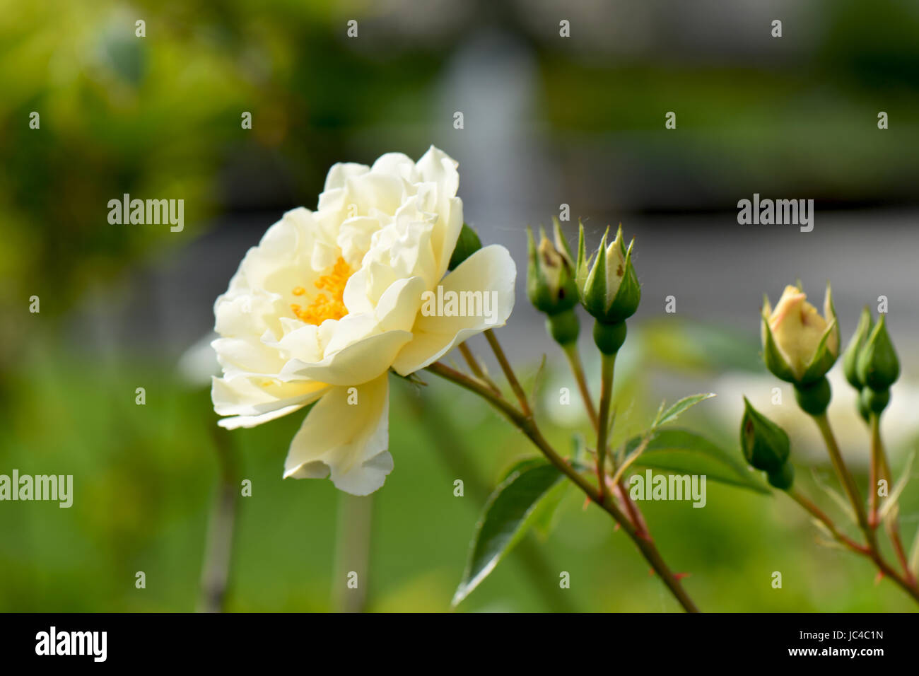 Heirloom rose plant garden hi-res stock photography and images - Alamy