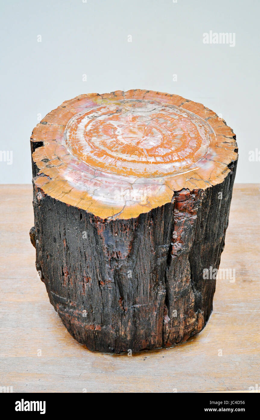 Fossil, petrified tree trunk from a forest in Arizona, USA, Triassic period Stock Photo