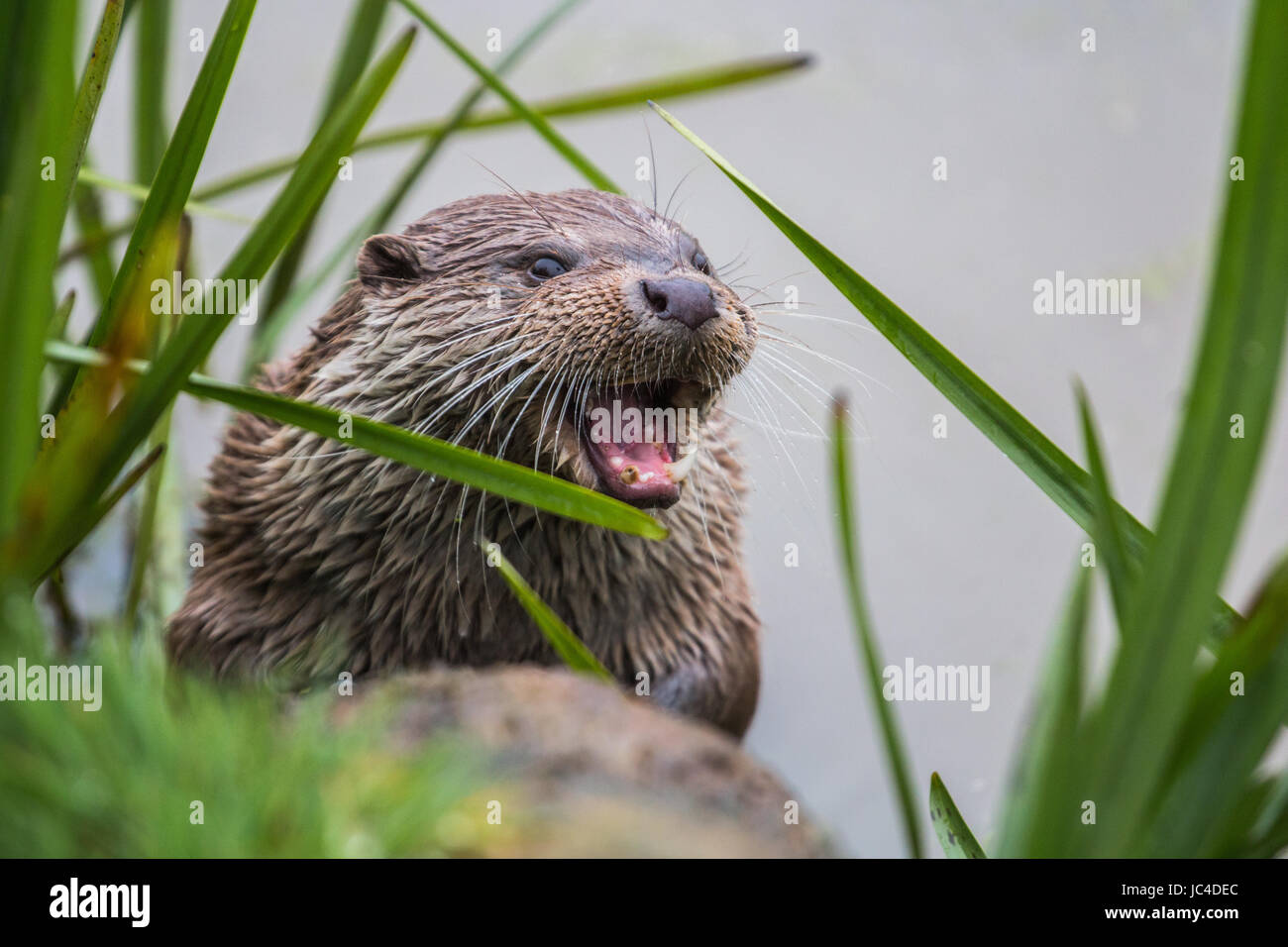 Happiest otter on the planet ! Takin in Devon, UK Stock Photo