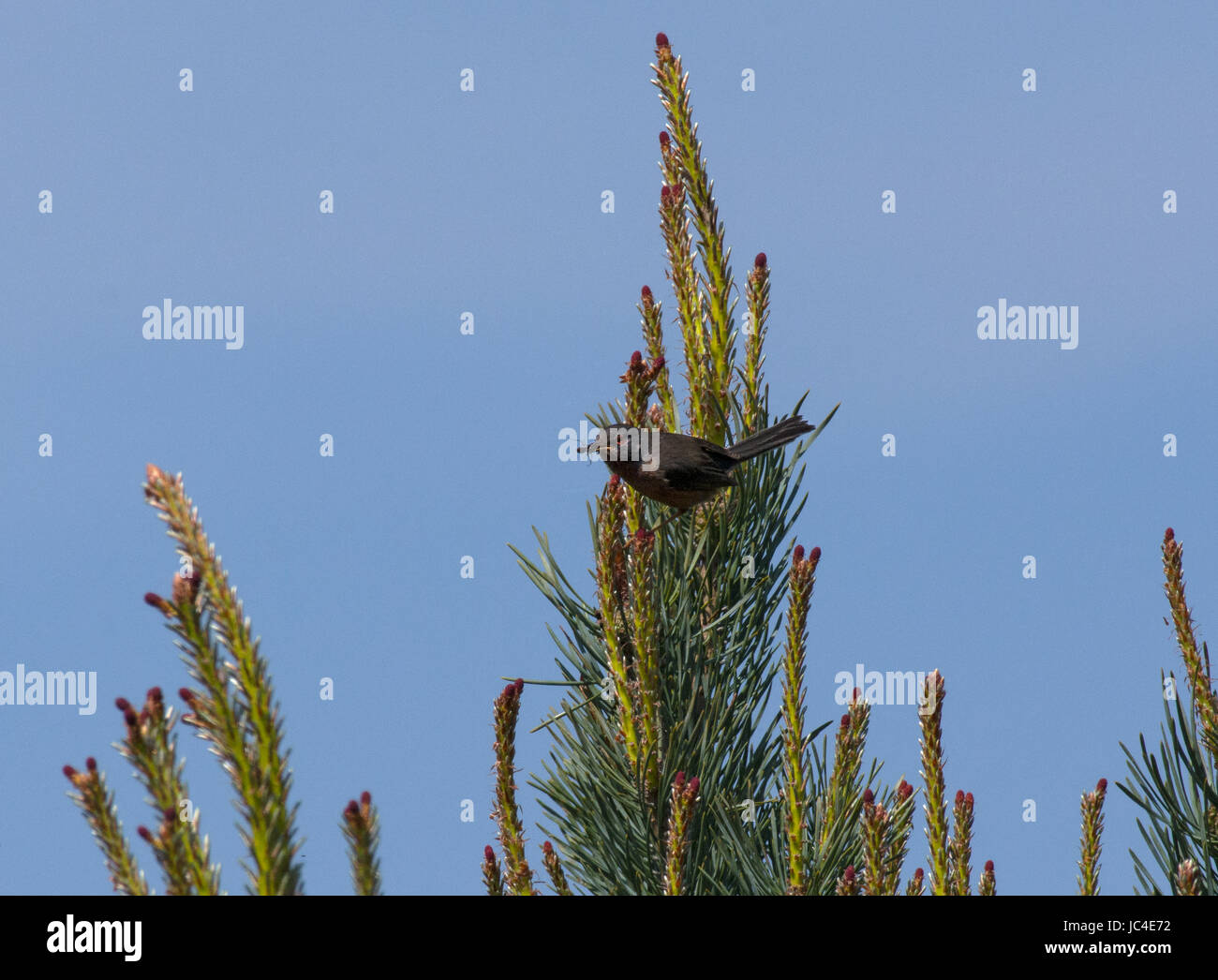 Dartford Warbler, Sylvia undata, with spider prey perched on pine tree with clear blue sky background in Dorset, UK Stock Photo