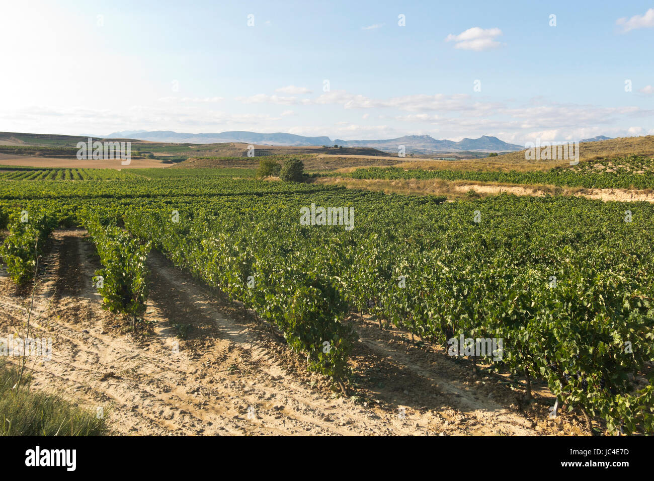 Vineyard In La Rioja The Largest Wine Producing Region In Spain Stock Photo Alamy