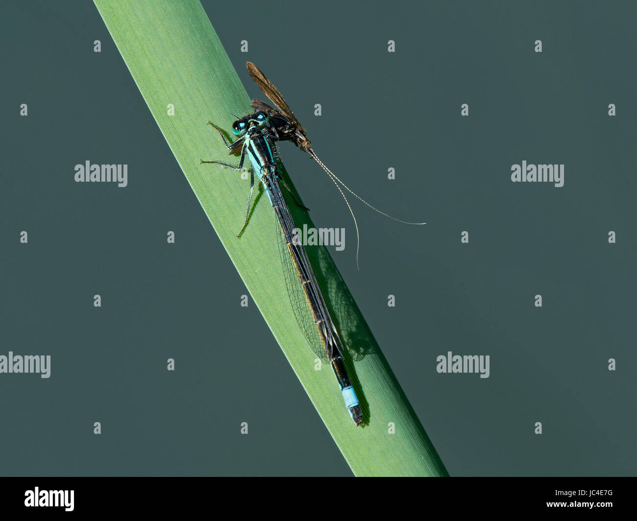 Bluetailed Damselflies, Ischnura elegans, with Caddisfly prey on leaf