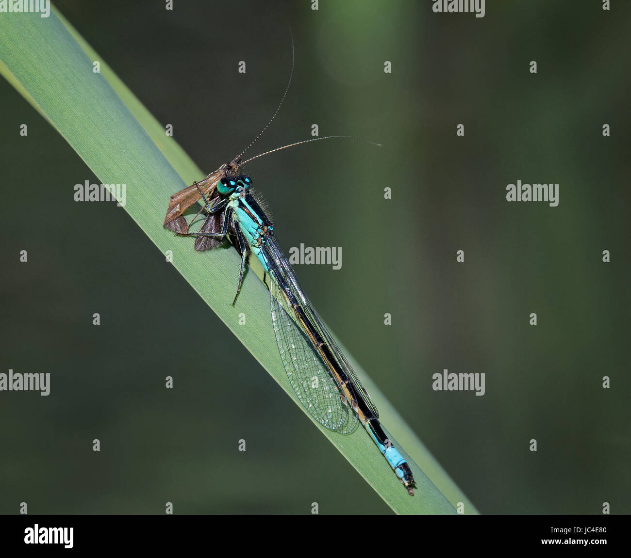 Bluetailed Damselflies, Ischnura elegans, with Caddisfly prey on leaf