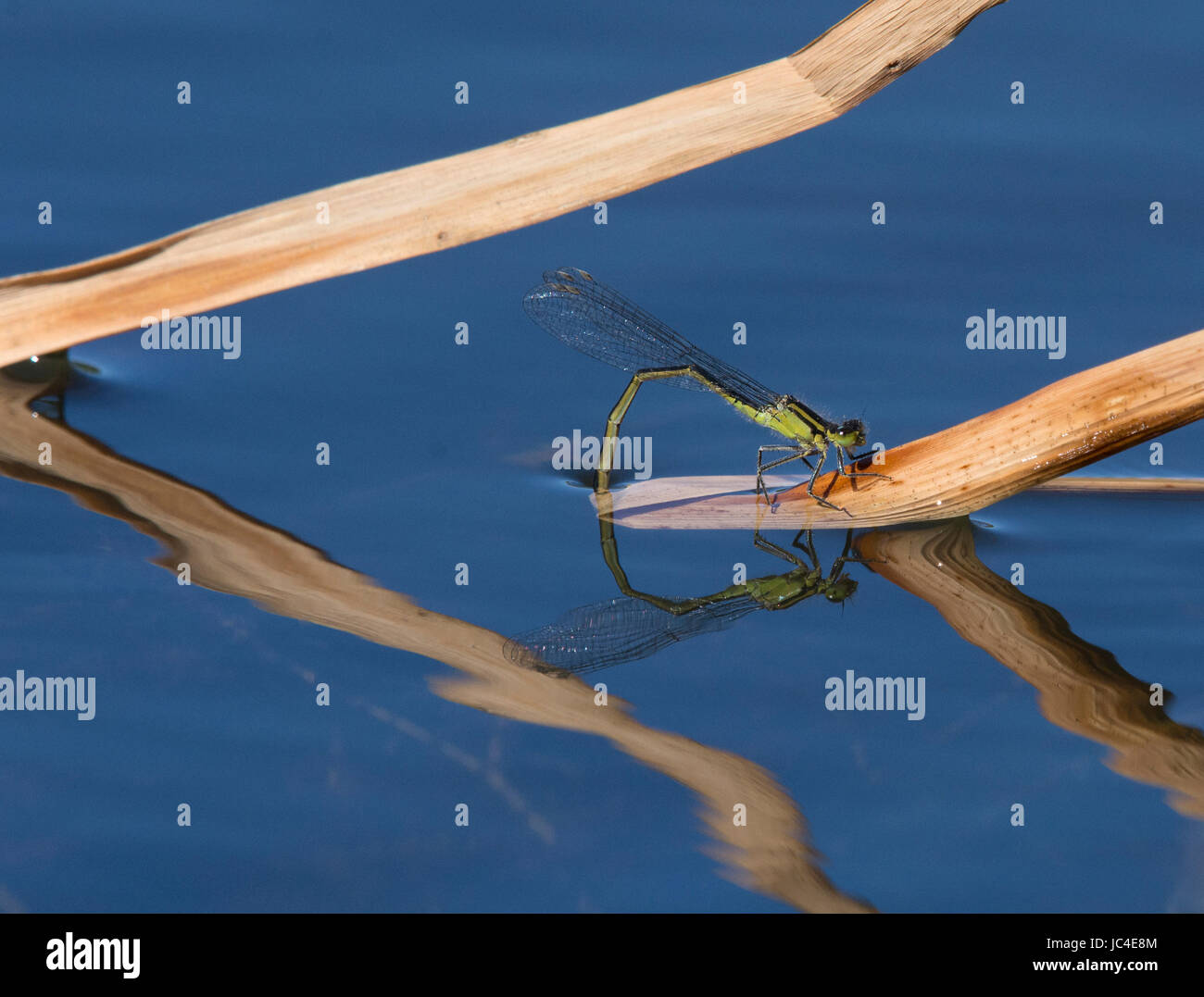 Female common blue damselfly, Enallagma cyathigerum, laying eggs on reed in a pond, in Lancashire, UK Stock Photo