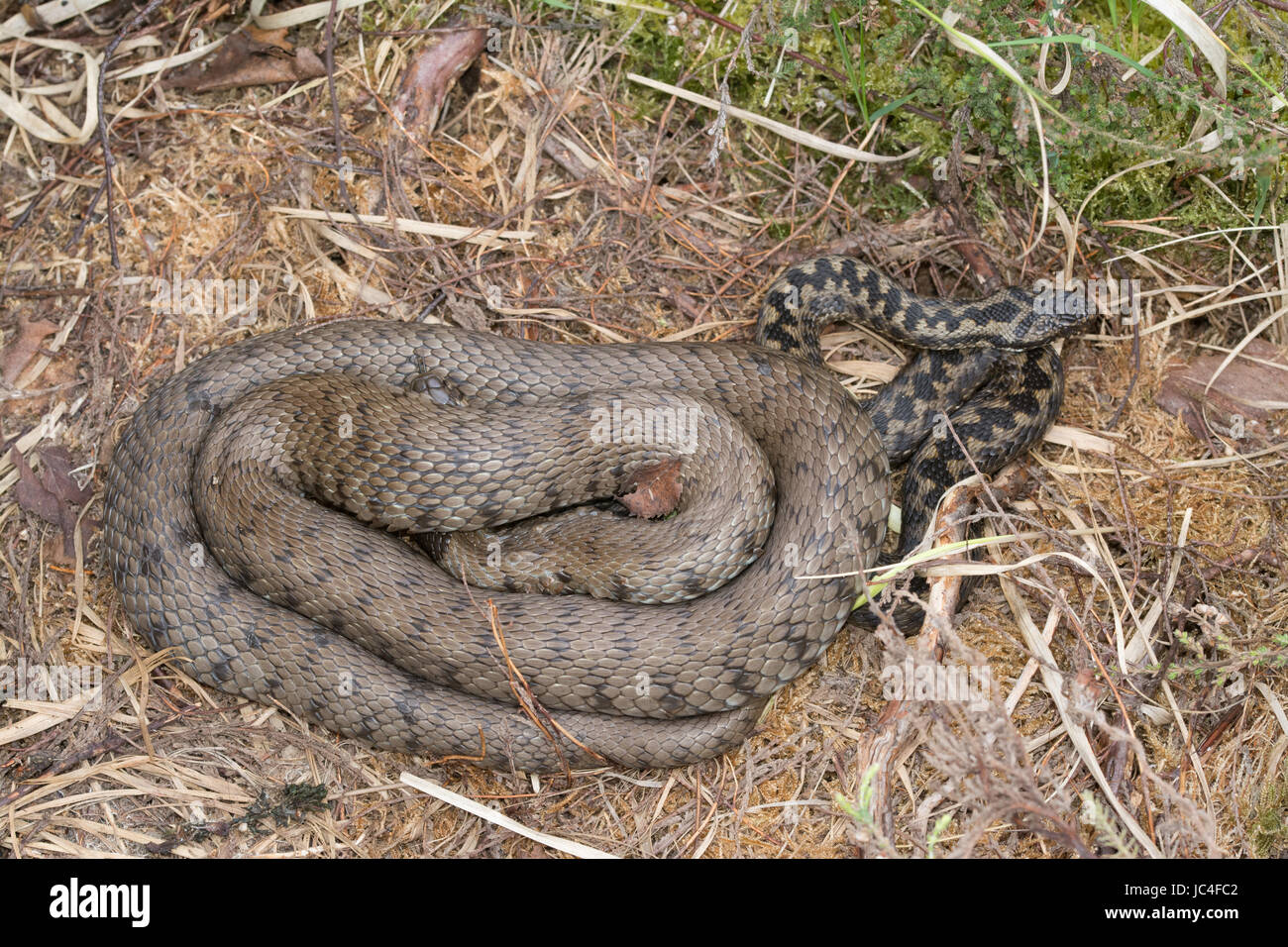 Grass snake (Natrix natrix) and adder (Vipera berus) coiled up together in Surrey Stock Photo