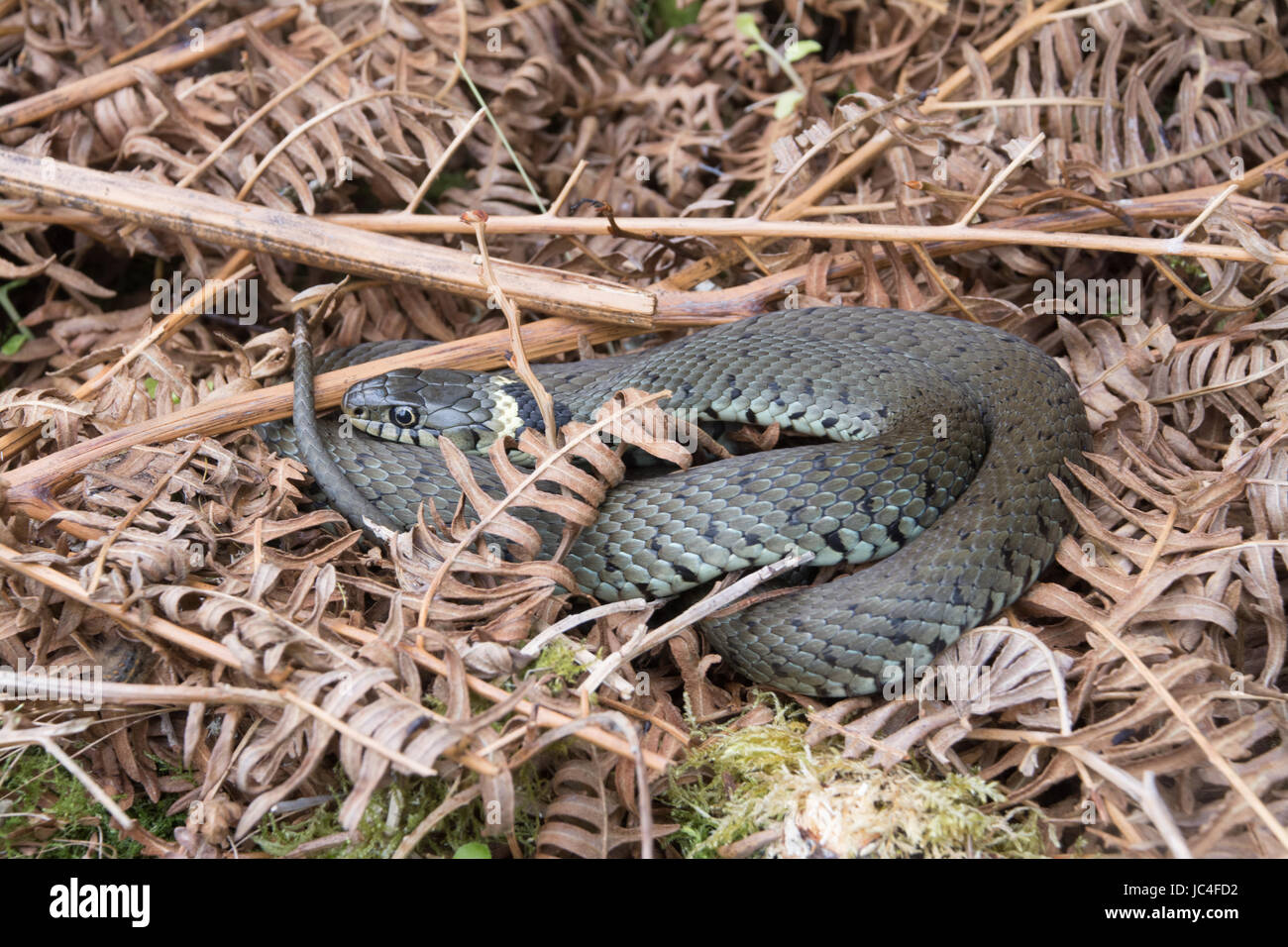 Grass snake (Natrix helvetica) basking among dead bracken Stock Photo