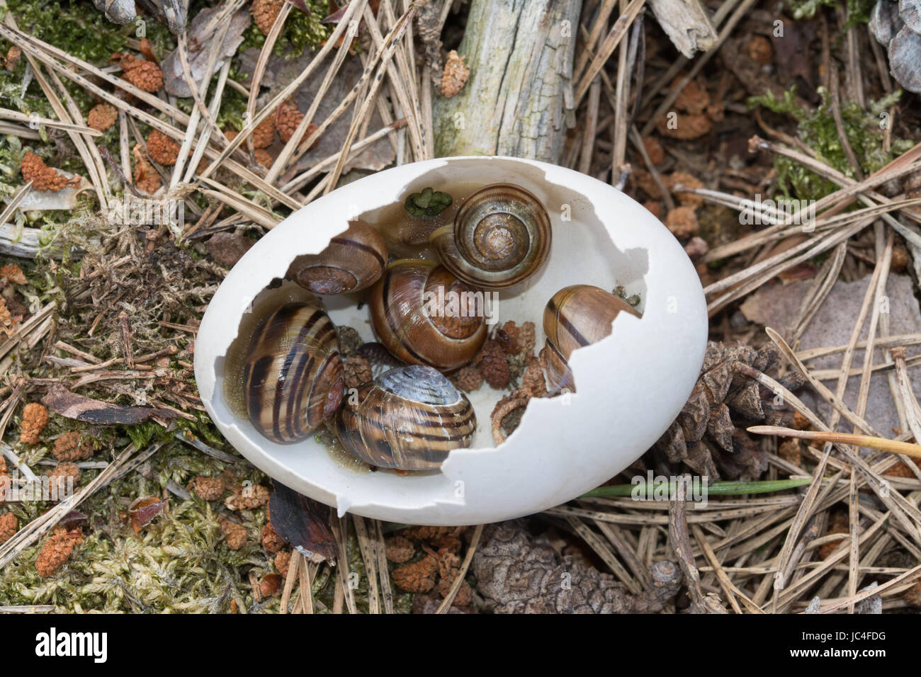 Broken egg shell full of snails Stock Photo