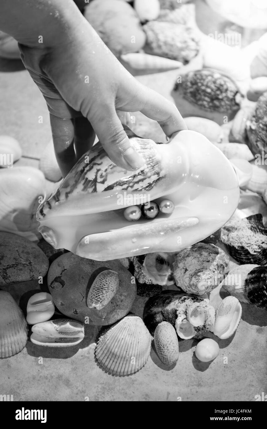 Black and white closeup photo of hand picking up seashell with pearls from sea Stock Photo