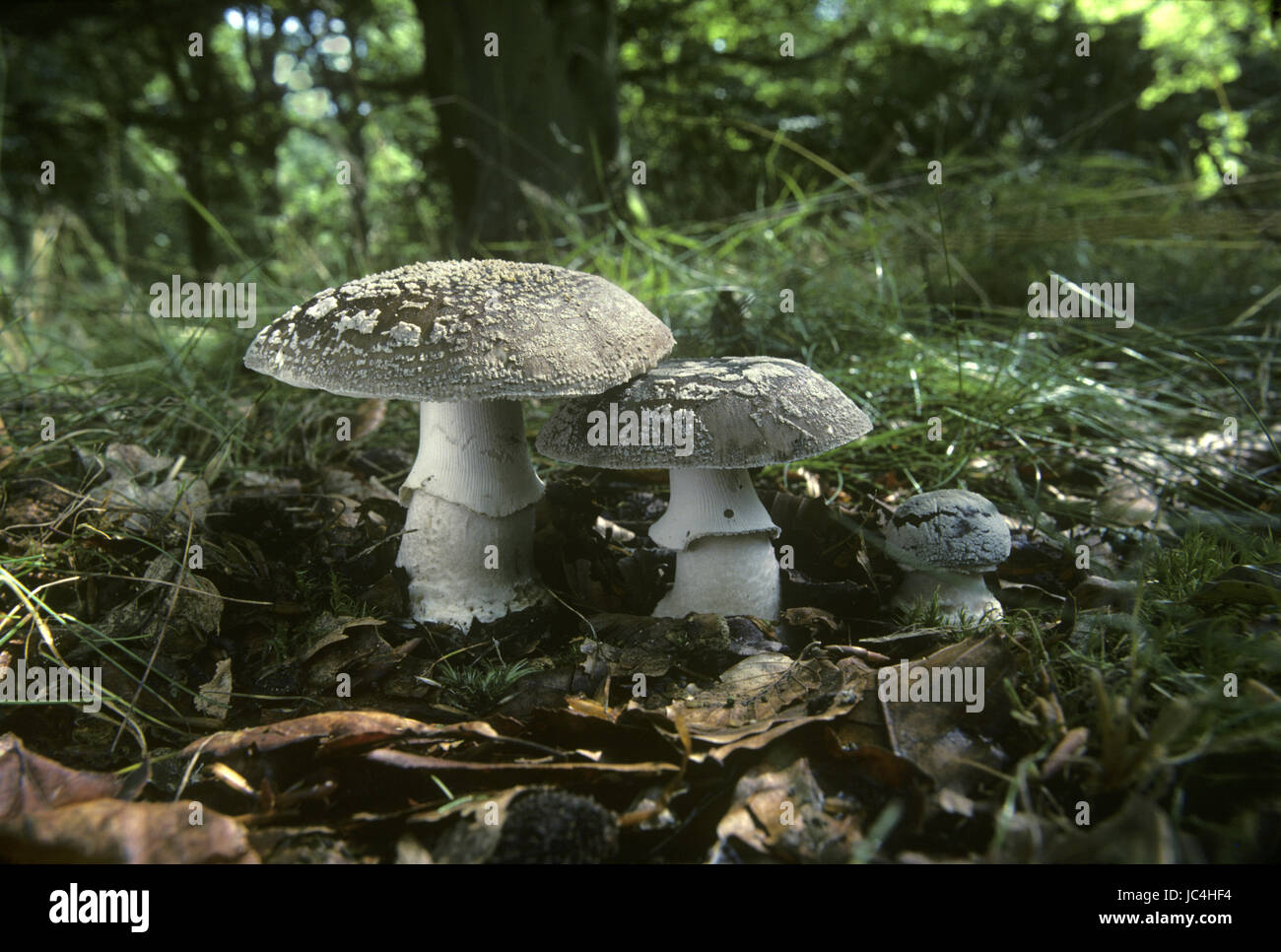 Grey Spotted Amanita - Amanita excelsa Stock Photo