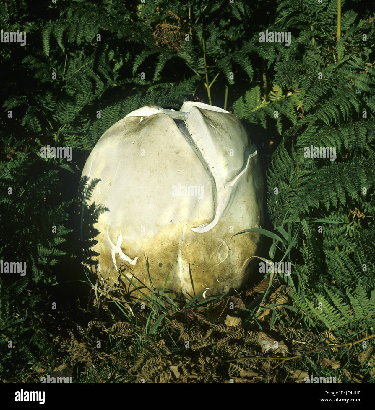 Giant Puffball - Calvatia gigantea Stock Photo