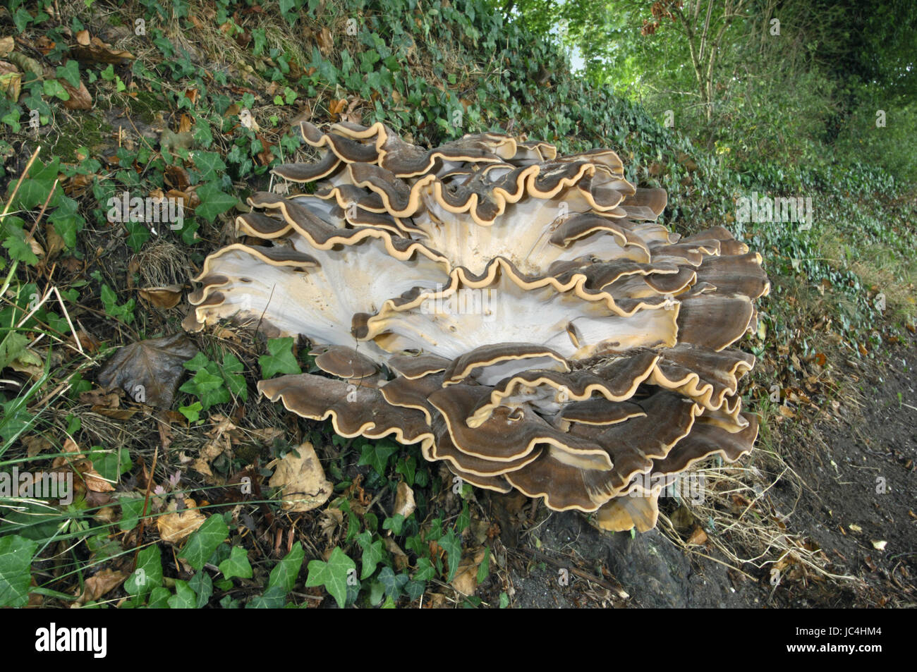 Hen Of The Woods - Grifolia frondosa Stock Photo