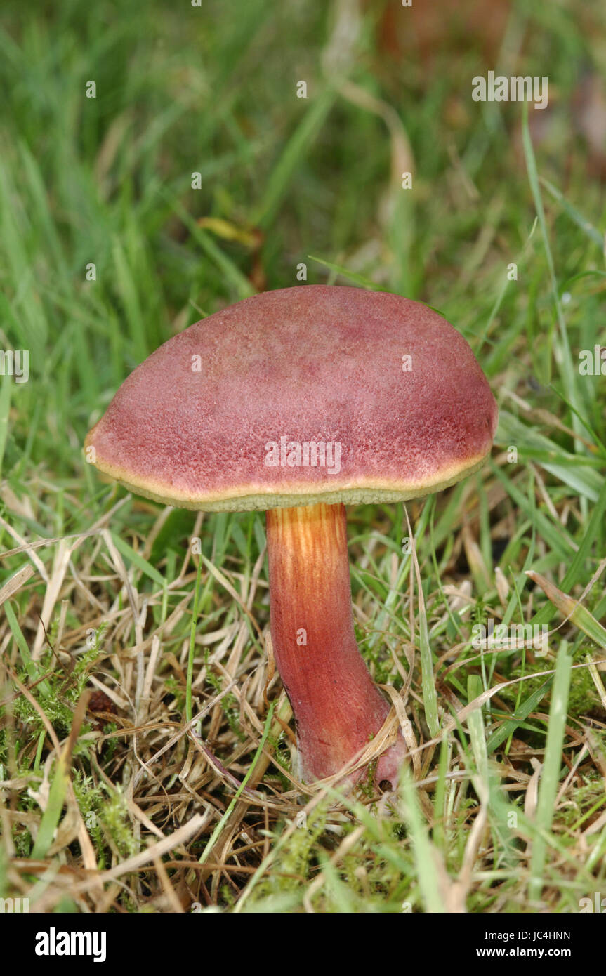 Ruby Bolete Boletus rubellus Stock Photo Alamy