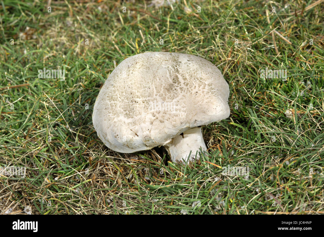 Salty or Salt-loving Mushroom - Agaricus bernardii Stock Photo