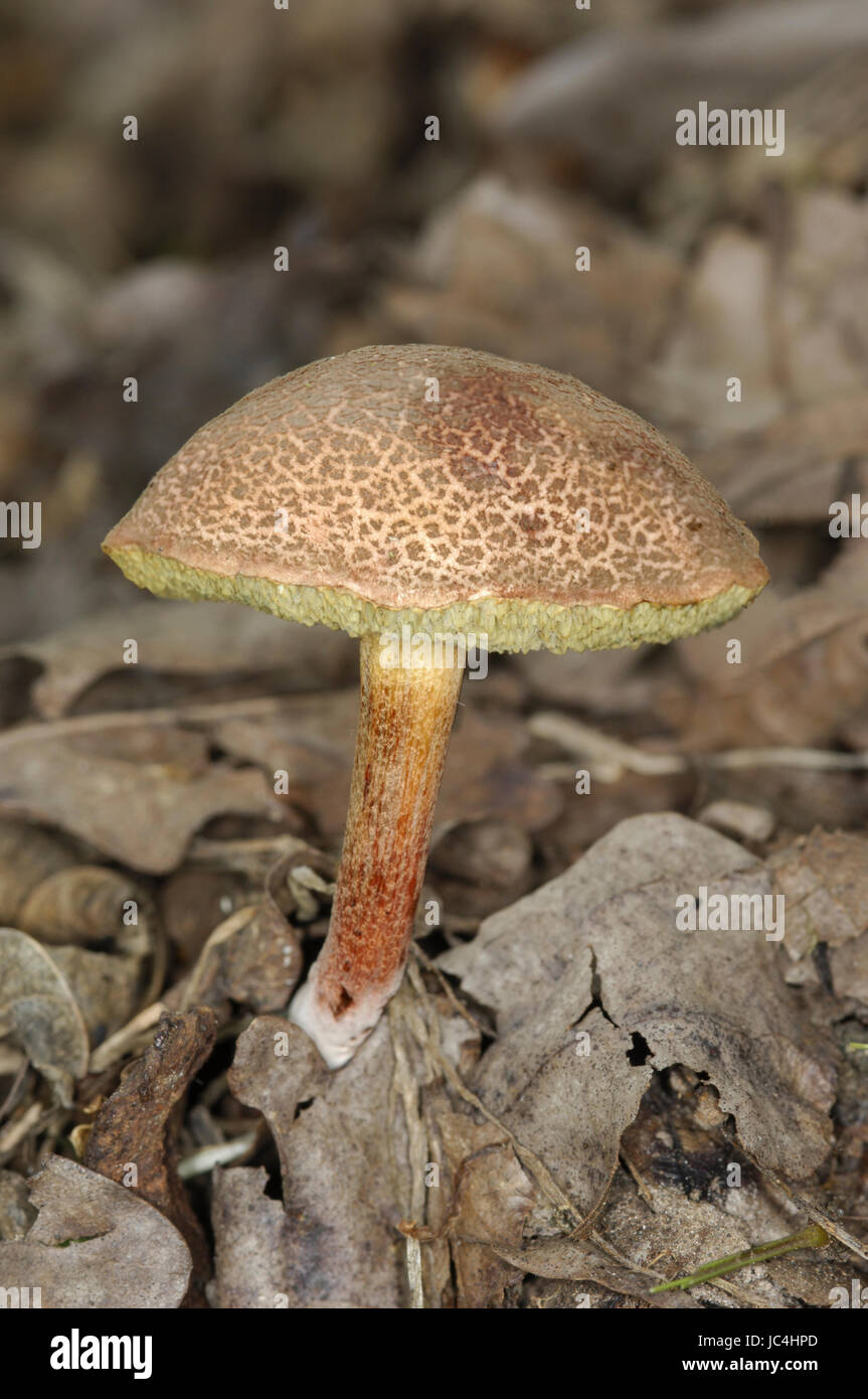 Red Cracking Bolete - Boletus chrysenteron Stock Photo - Alamy