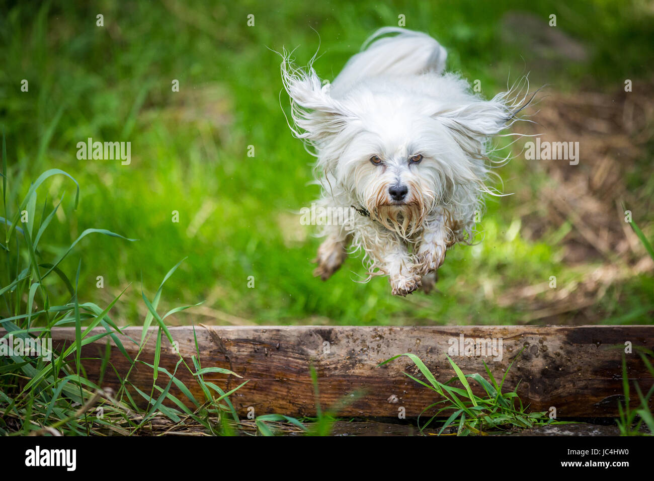 Kleiner weißer Hund springt über eine Baumstamm. Stock Photo