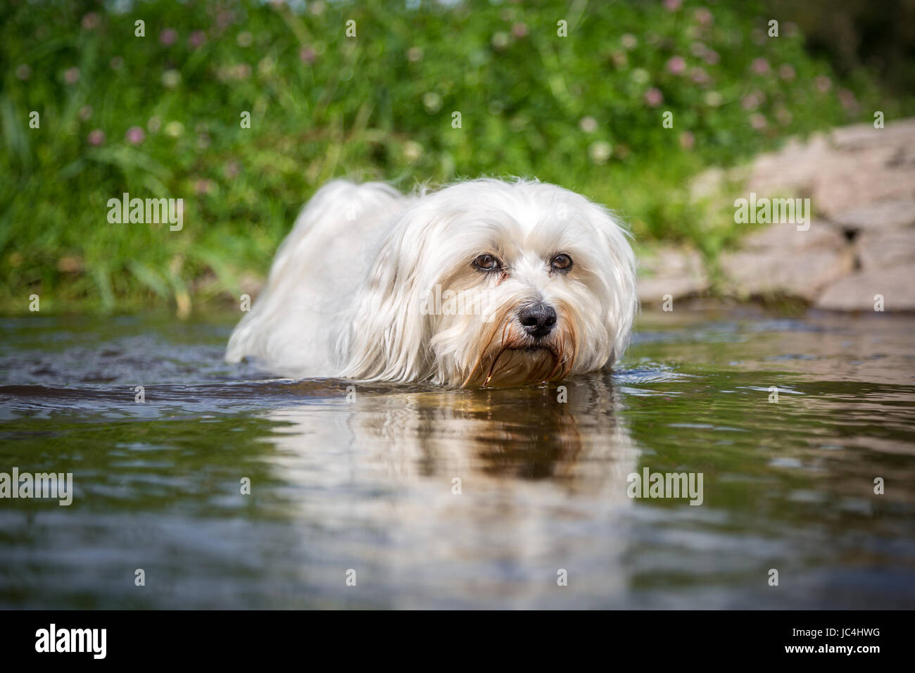 Kleiner Weißer Hund geht durchs Wasser direkt auf den Fotografen zu. Stock Photo