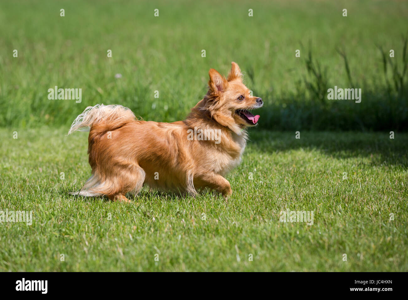 Ein kleiner brauner Hund steht in einer Wiese Stock Photo - Alamy