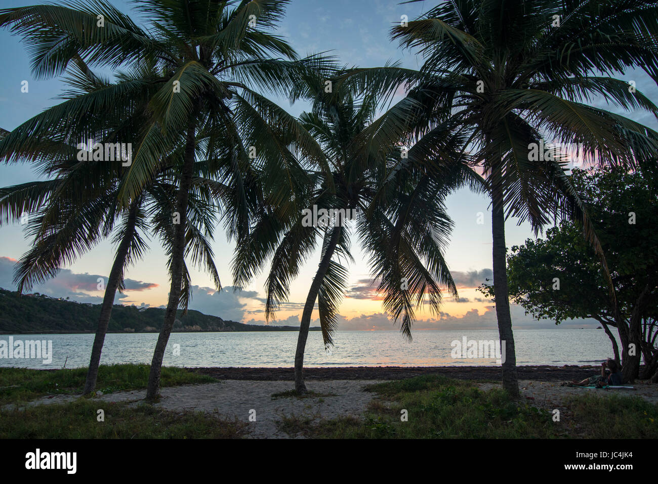 Coconut Palms And Beautiful Sky At The Beach Stock Photo - Alamy