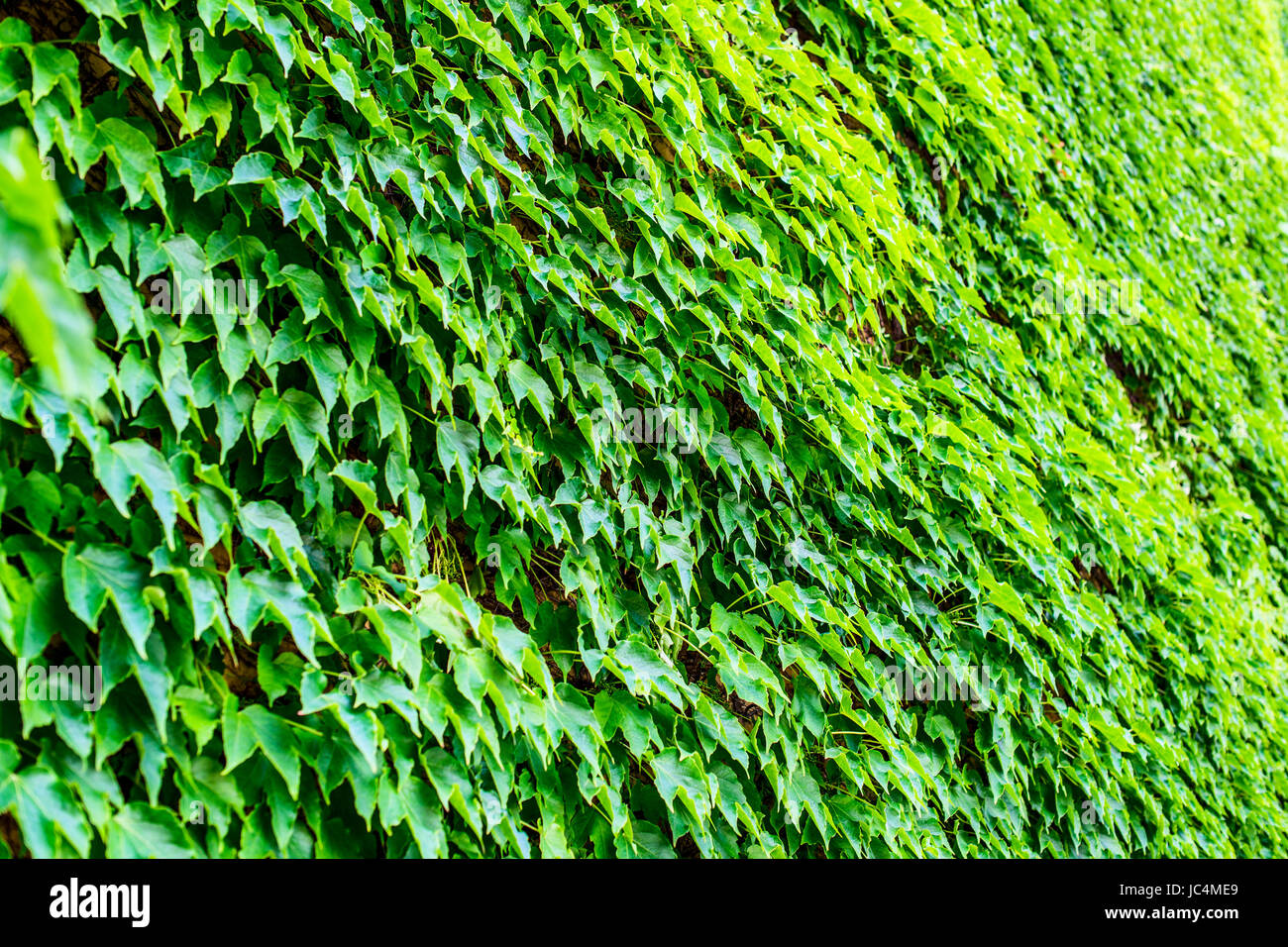 climbing ivy on building wall sustainable building intertwined with