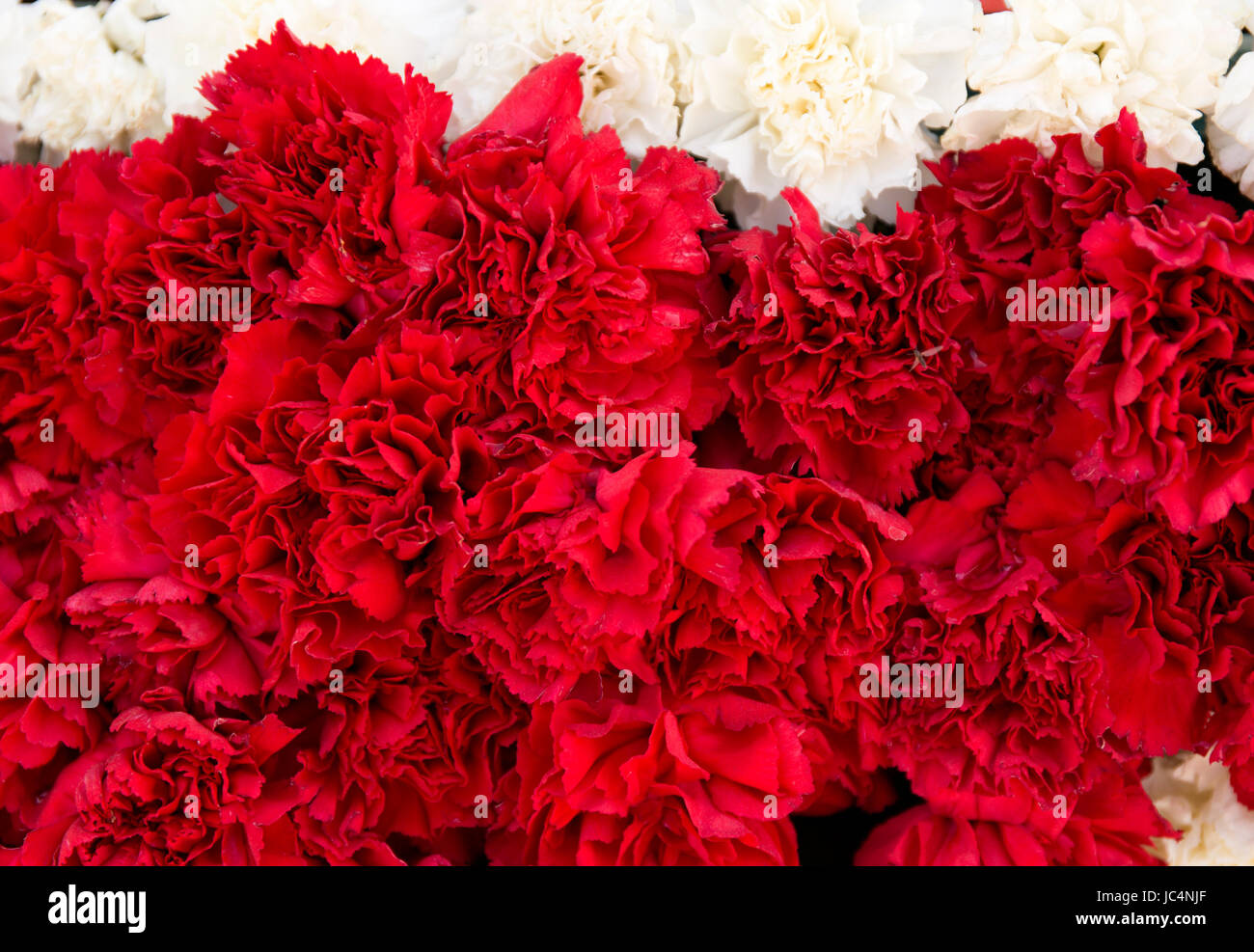 Red carnation flowers background. Blossom texture. Summer pattern Stock