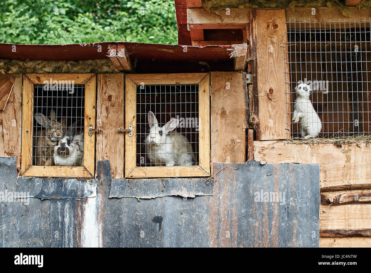 Rabbits in a cage at farm Stock Photo Alamy