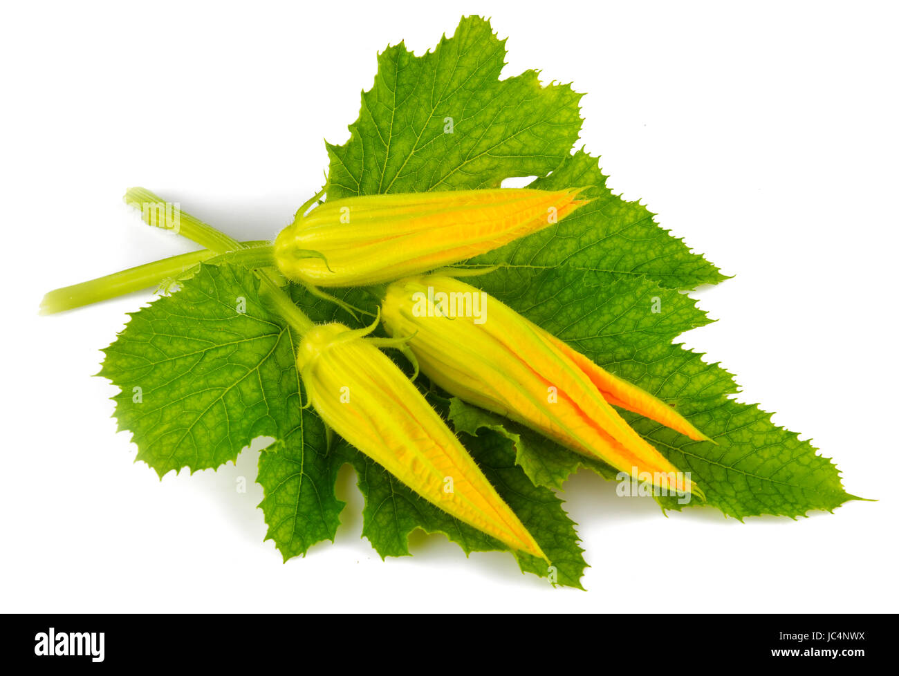 Pumpkin blossom and green leaf isolated on white background Stock Photo
