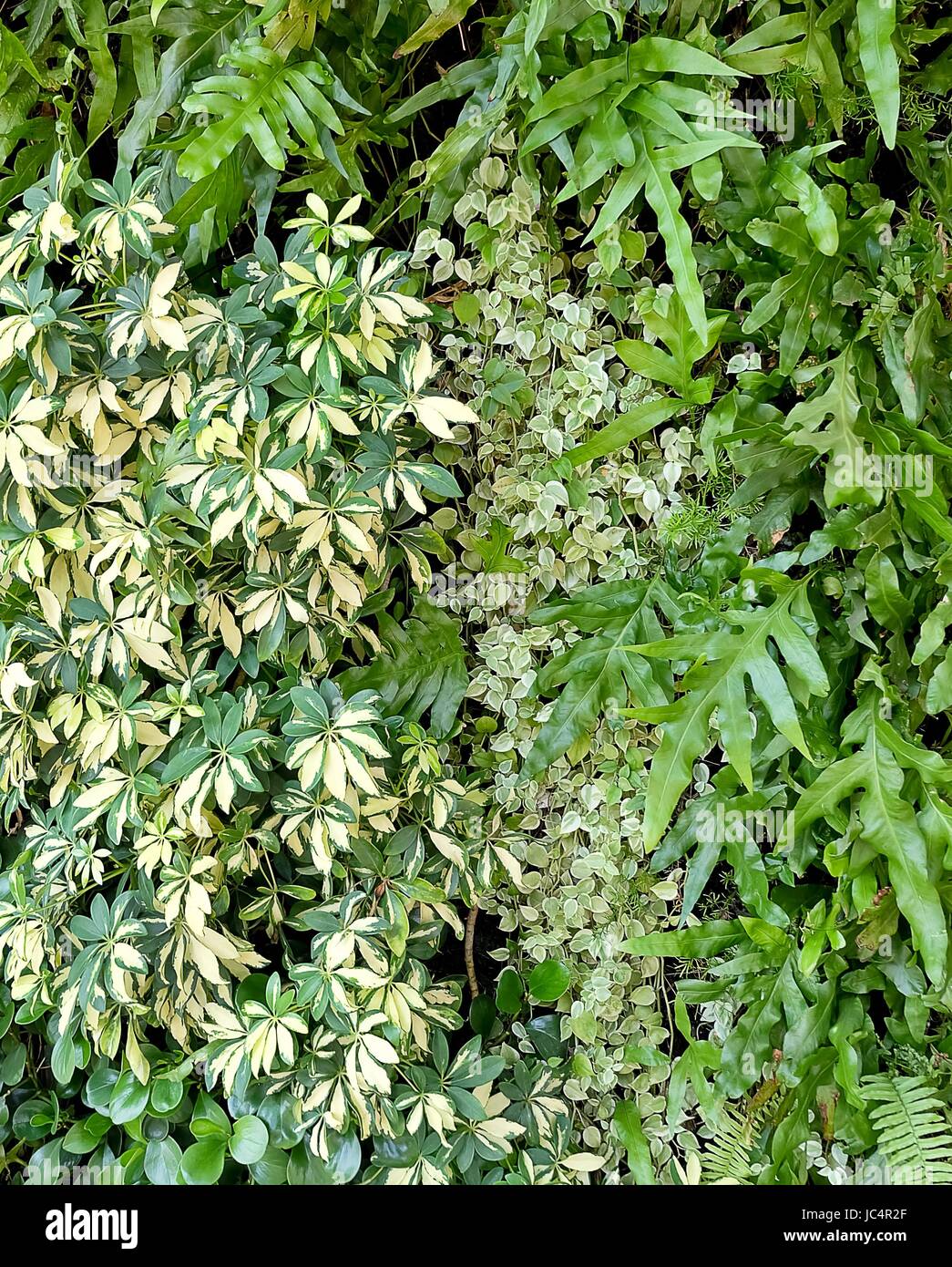 Background Pattern, Beautiful Green Leaves Wall of Polypodium Diversifolium, Schefflera actinophylla, Ferns and Creeper Plants. Stock Photo