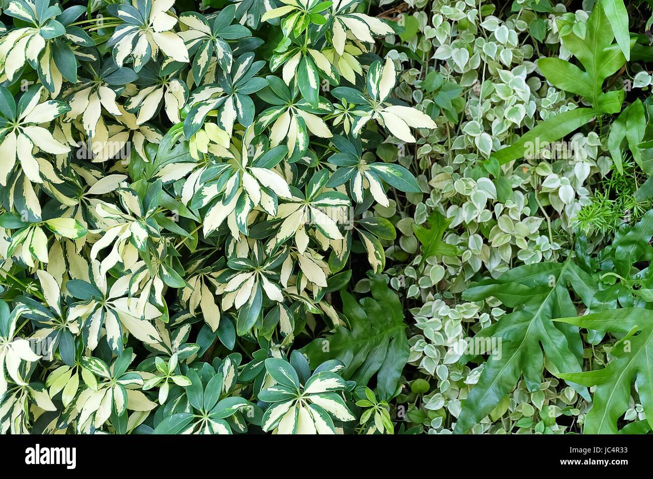 Background Pattern, Beautiful Green Leaves Wall of Polypodium Diversifolium, Schefflera actinophylla, Ferns and Vine Plants. Stock Photo