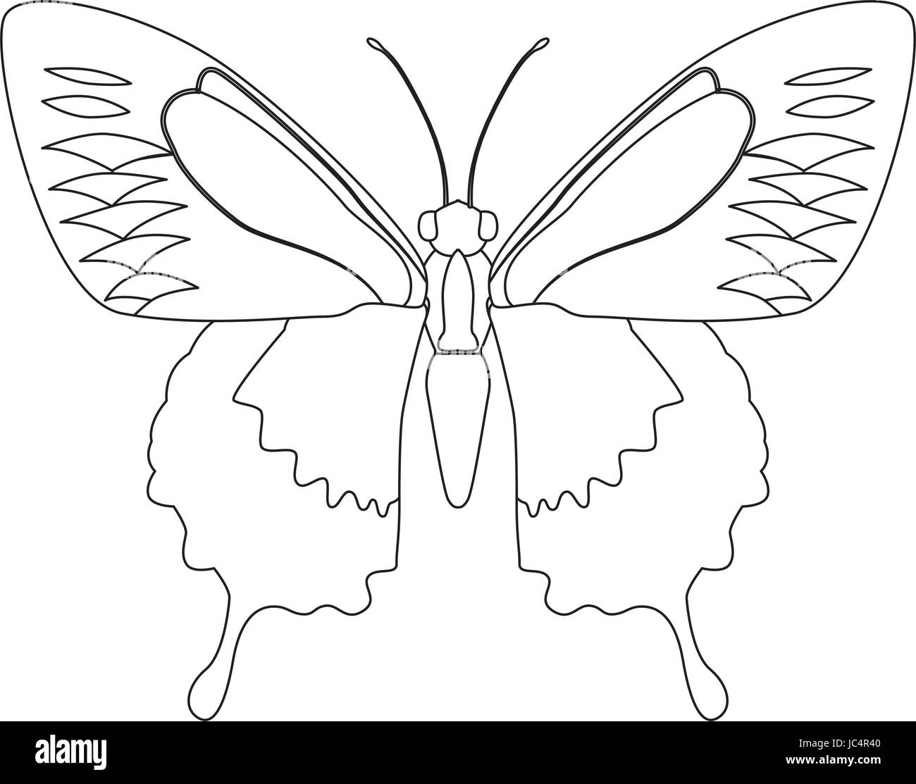 butterfly silhouette illustration black and white stock photos images