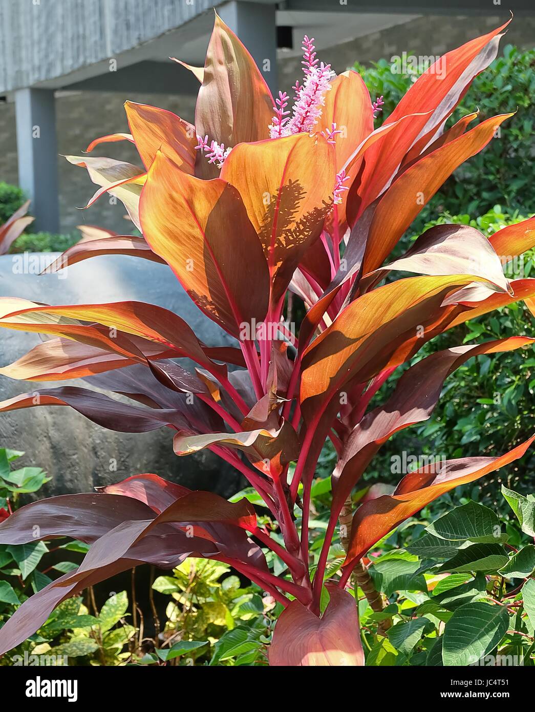 Beautiful Flower, Tropical Pink Cordyline Fruticos Flowers with Purple Leaves in A Garden. Stock Photo